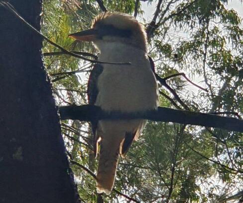 tilers-lake-macquarie